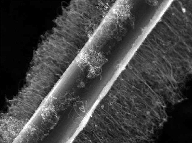 Nanotubes on carbon fiber