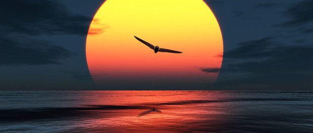 Bionic Bird Sunset